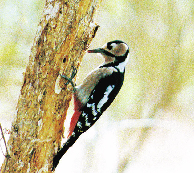 【立山黒部アルペンルート×美女平コース】美女平でバードウォッチング