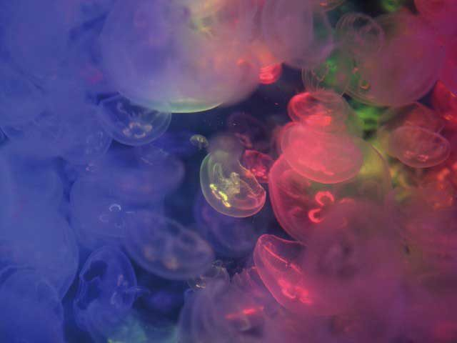 【見どころ1】クラネタリウム