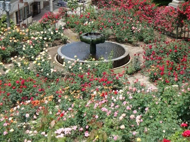 バラと温泉街を見晴らす「あつみ温泉ばら園」