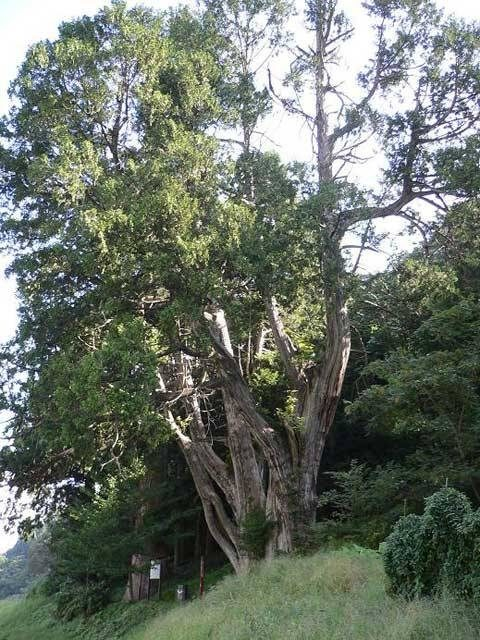 岩神権現のクロベ