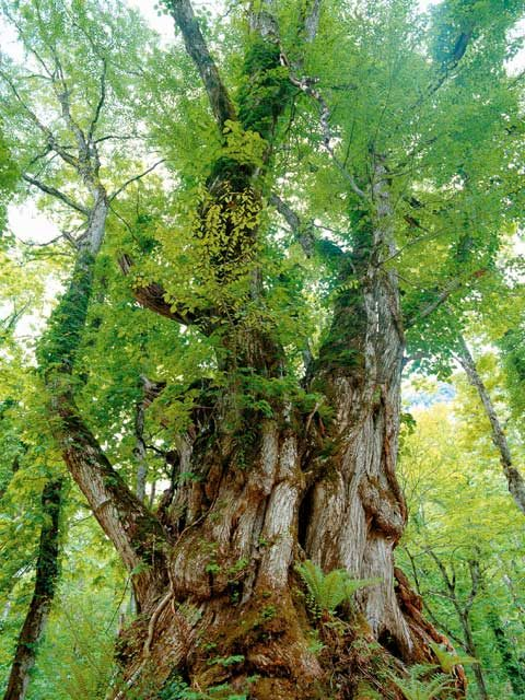 女甑山の大カツラ