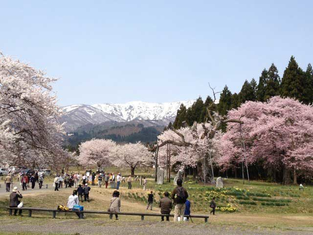 白鷹古典桜の里さくらまつり