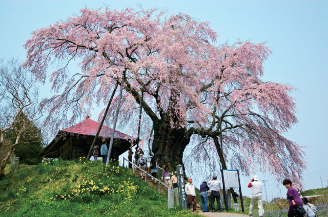 【福島×桜旅】上石の不動ザクラ
