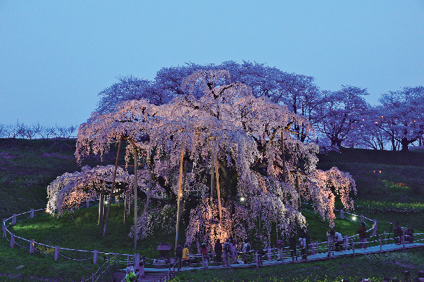 【福島】三春滝桜