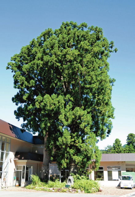 【立山黒部アルペンルート×美女平コース】①美女杉