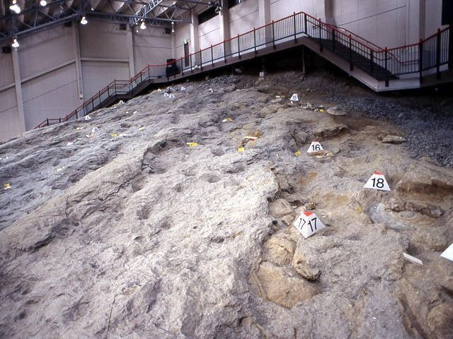 いわき市アンモナイトセンター