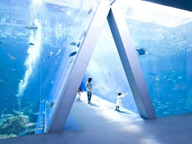 ココに注目!①三角形の水中トンネル【潮目の大水槽】