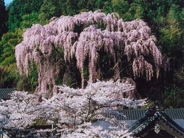 【福島×桜旅】福聚寺のしだれ桜