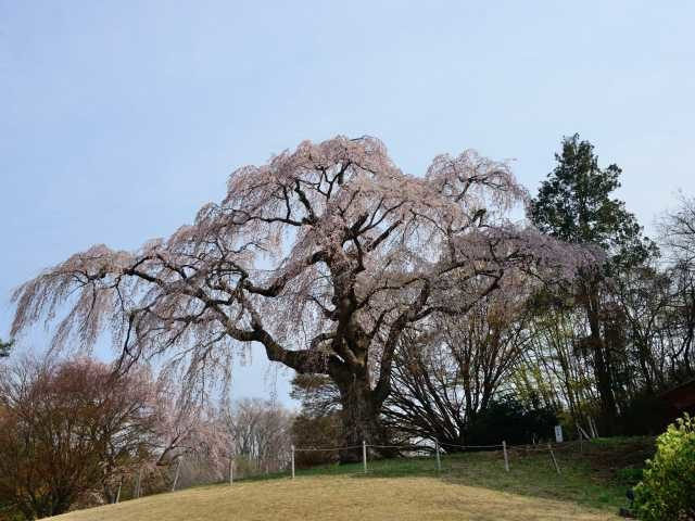 【福島×桜旅】八十内かもん桜