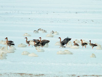 【新潟市郊外の観光・見どころ】水の公園 福島潟