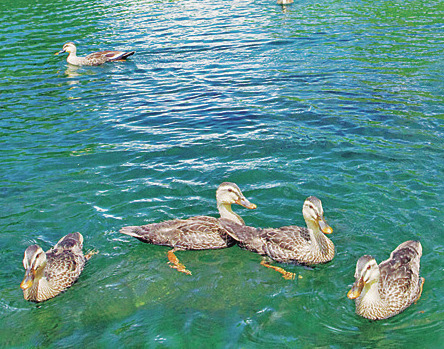 【軽井沢駅周辺の観光×緑のスポット】雲場池