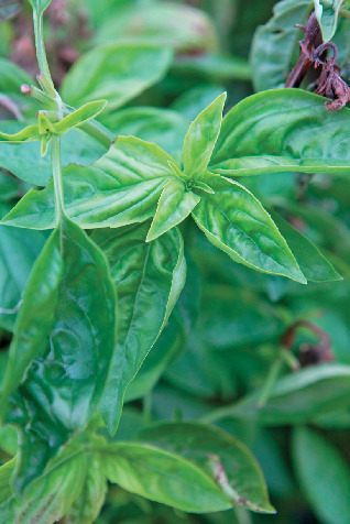 自家栽培野菜で作るイタリアン「緑のイスキア」