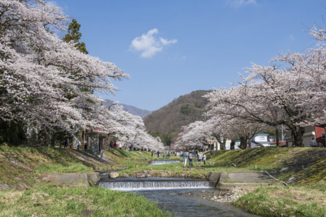 観音寺川桜まつり