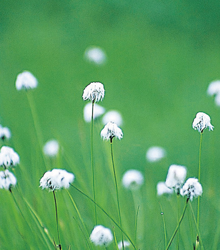 【立山黒部の登山&トレッキング2】弥陀ヶ原コース