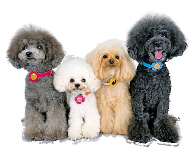 わんこ&にゃんこ好き必見の気になるアイテムがズラリ!「軽井沢BIRDIE DOG Lover's shop + CAT」