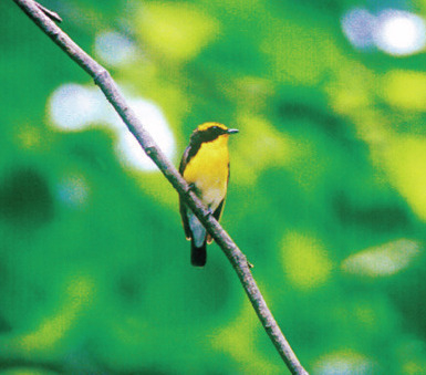 【立山黒部アルペンルート×美女平コース】美女平でバードウォッチング