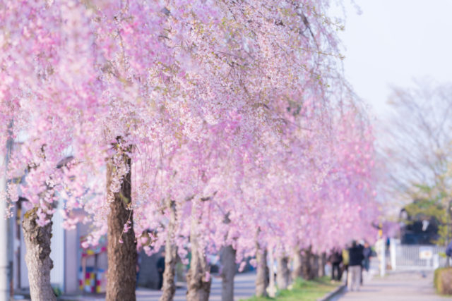 日中線記念自転車歩行者道しだれ桜並木