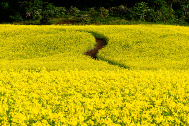 三ノ倉高原ひまわり畑