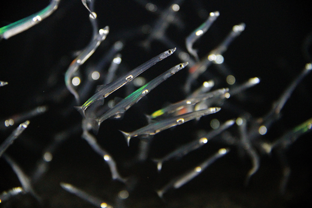 【島根・出雲市駅周辺×観光】島根の自然あふれる学びと癒やしの空間「島根県立宍道湖自然館ゴビウス」