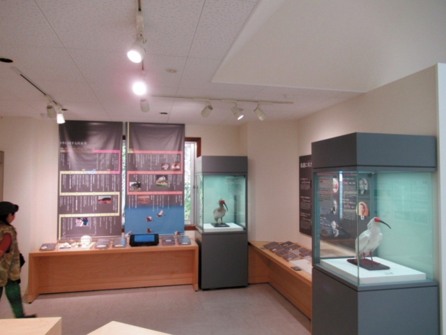 【佐渡島観光モデルコース:1日目①】最短2cmの至近距離でトキが見られる「トキの森公園」