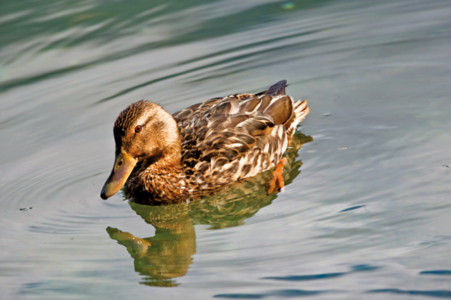 【上高地ハイキング】河童橋〜明神橋コース