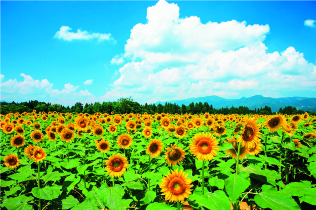 約50万本が一面を埋め尽くす「津南ひまわり広場」