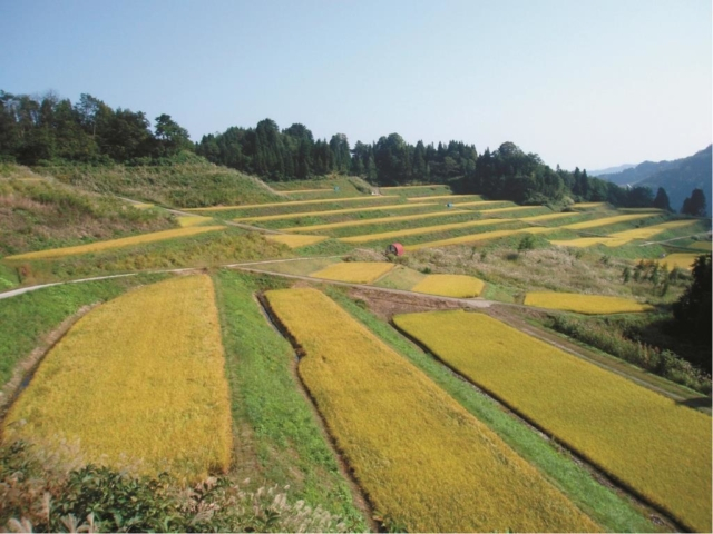 秋には黄金色に輝く稲穂が美しい「狐塚の棚田」