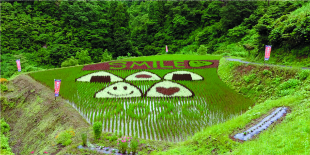 田んぼがキャンバスに!「棚田アート」