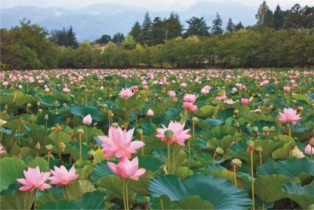【立ち寄りスポット①】高田城址公園