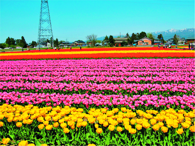 五泉市チューリップまつり