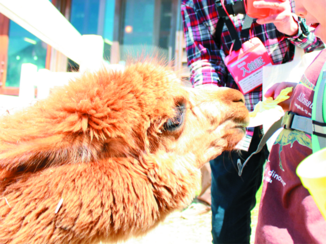 【新潟市郊外の観光・見どころ】いくとぴあ食花