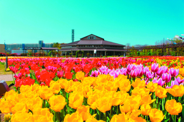 【新潟市郊外の観光・見どころ】いくとぴあ食花