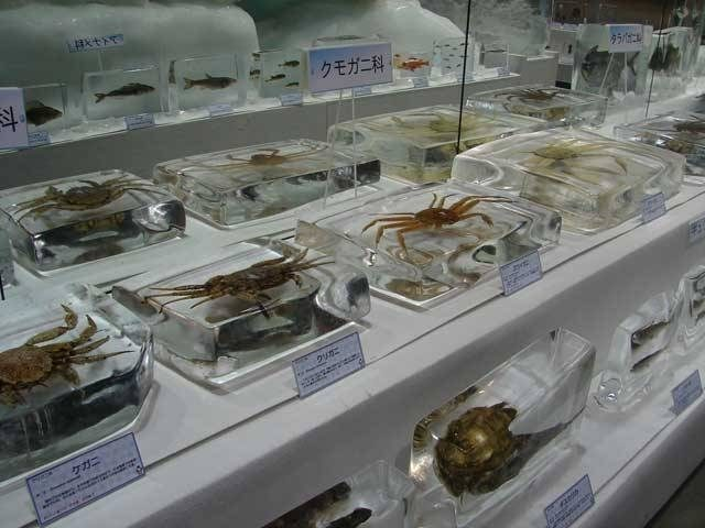 北海道立オホーツク流氷科学センター「GIZA」