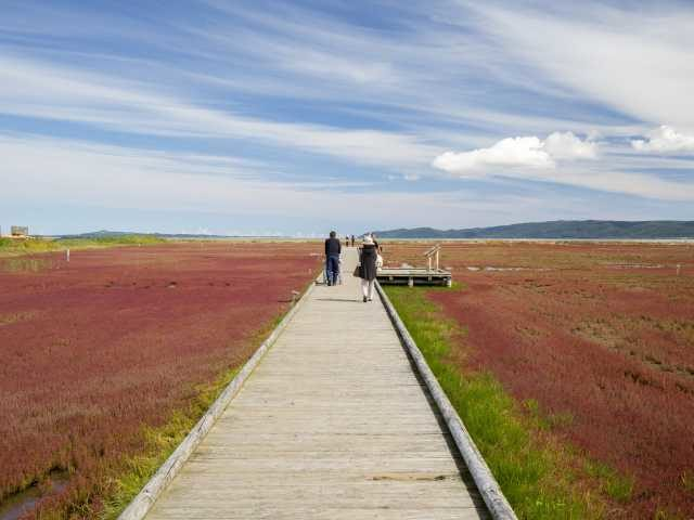 能取湖サンゴ草群落