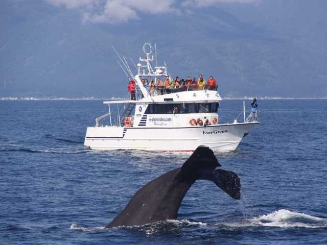 ホエールウォッチング