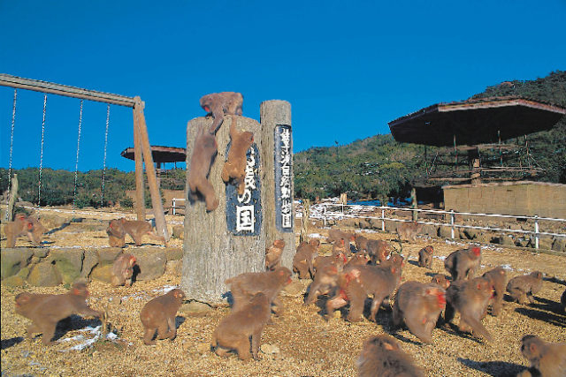 小豆島銚子渓 自然動物園お猿の国