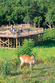 高架木道を歩く