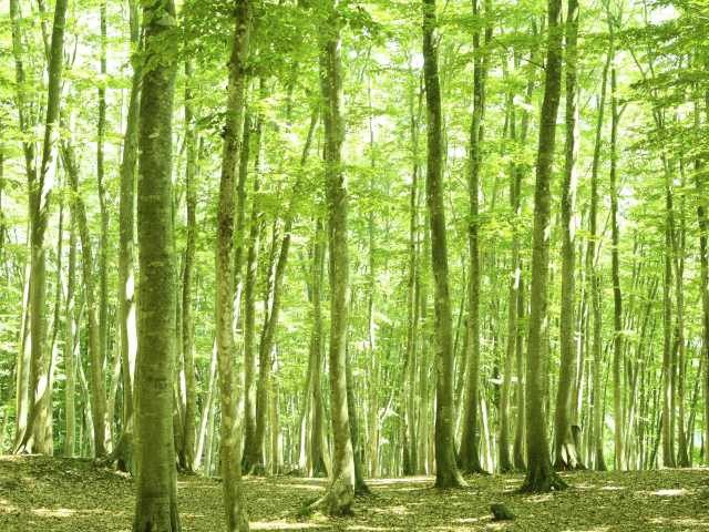 スラリとした立ち姿から美人の名が「美人林」