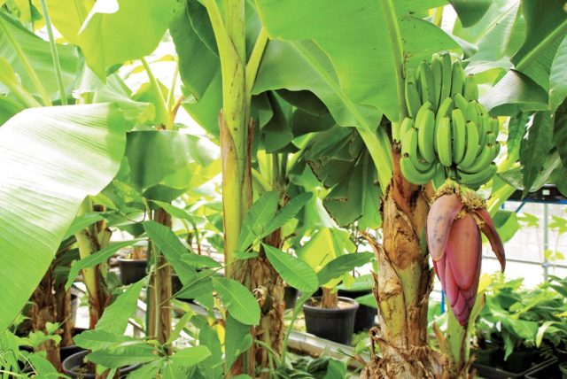 【奥飛騨温泉郷×栃尾温泉観光】温泉で育つ奥飛騨バナナ「奥飛騨ファーム」