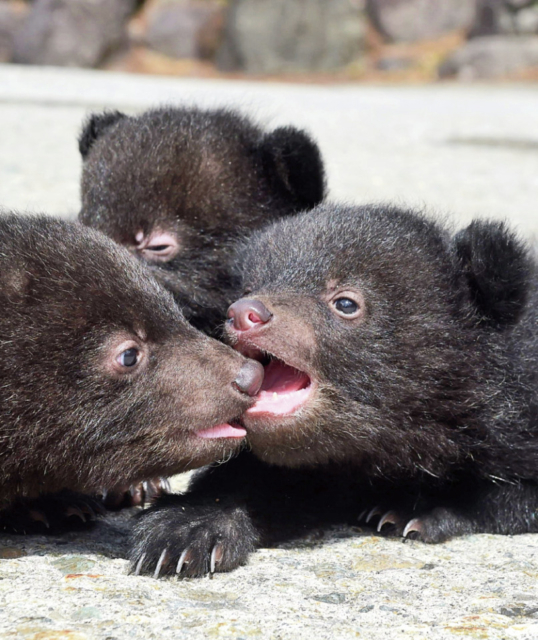 【奥飛騨温泉郷×新平湯温泉観光】クマと触れあうテーマパーク「奥飛騨クマ牧場」