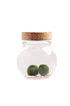 阿寒湖温泉街で買えるマリモみやげ