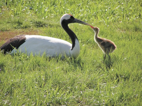 【釧路のタンチョウ観察スポット】釧路市丹頂鶴自然公園