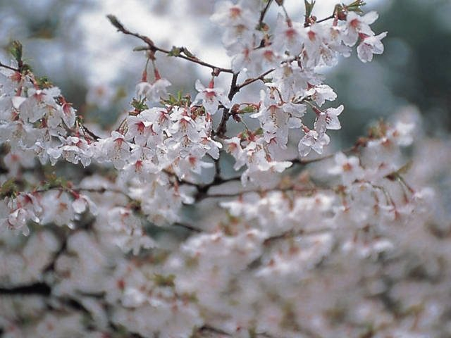 【富士山麓×4月のイベント】ふじざくら祭り