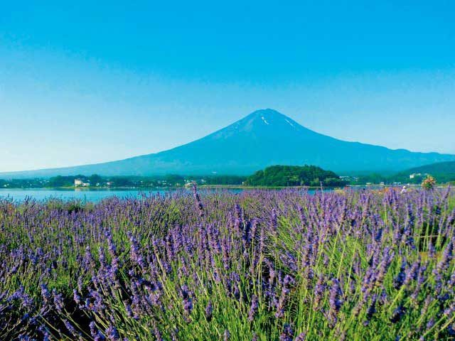 【富士山麓×6月のイベント】河口湖ハーブフェスティバル