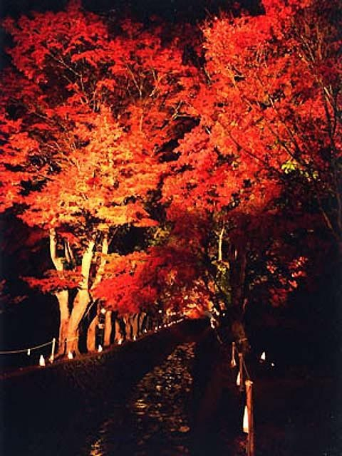 【富士山麓×11月のイベント】富士河口湖紅葉まつり