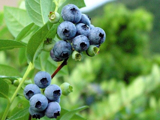 【富士山麓×7月のイベント】ブルーベリー狩り