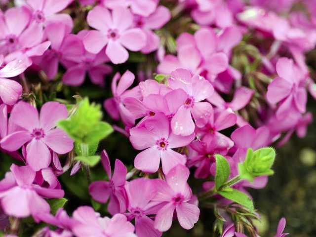 展望台から芝桜を一望!