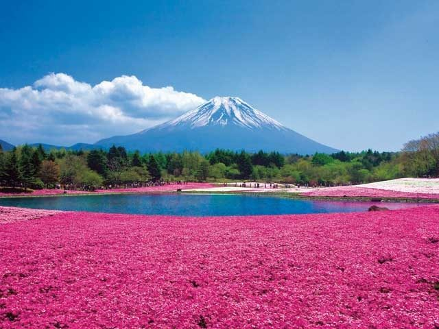 富士芝桜まつり