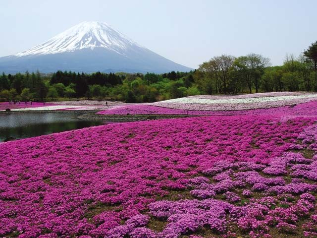 【富士山麓×4月のイベント】富士芝桜まつり