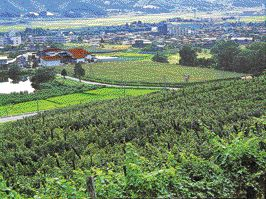 タケダワイナリー